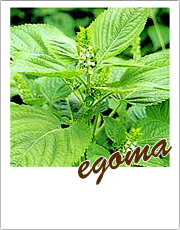 「えごま油」のえごまってなに？