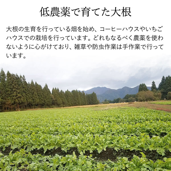 低農薬で育てた大根