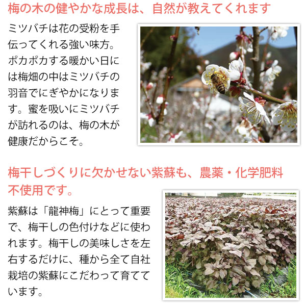 梅の木の健やかな成長は、自然が教えてくれます