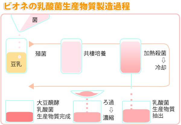 乳酸菌生産物質ビオネの製造工程