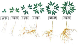 高麗人蔘の成長過程
