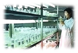 正官庄の高麗人蔘は、徹底した品質管理が行われています