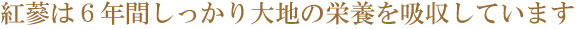 紅蔘は6年間大地の栄養をしっかり吸収しています